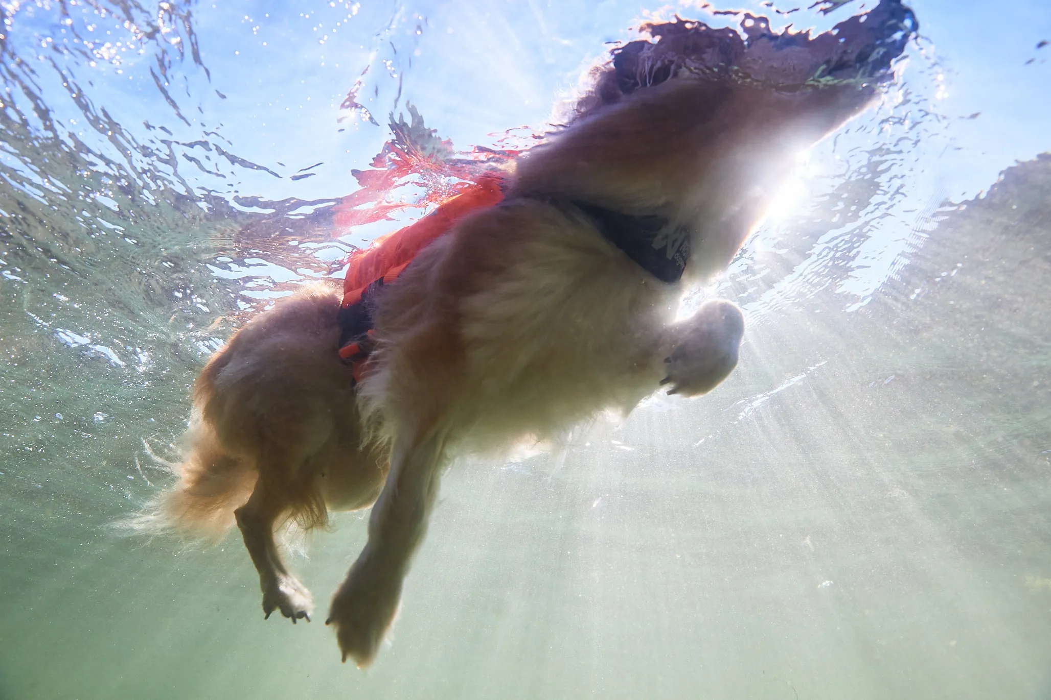 Non-Stop Dog Wear: Protector Life Jacket