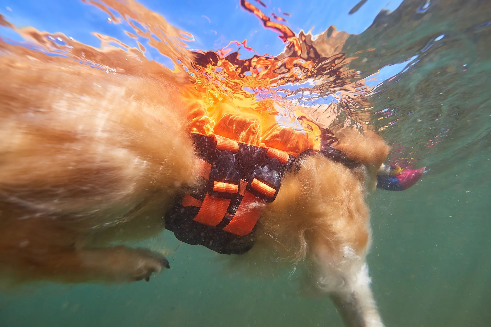 Non-Stop Dog Wear: Protector Life Jacket